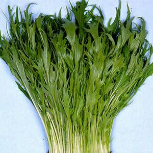 水菜 種 【 早生千筋水菜 】 1dl ( 水菜の種 )