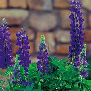 ルピナス 種 【 ギャラリー　ブルー 】