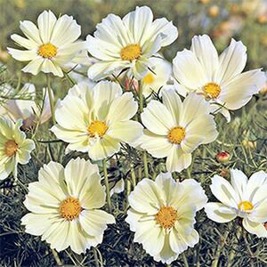 コスモス 種 【 シャンボス 】