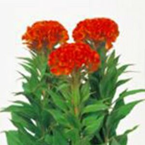 ケイトウ 種 【 ファイアリーレッド 】