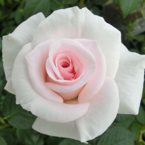 バラ苗  【アホワイターシェイドオブペイル】 2年大株苗 4号鉢 （ハイブリッドティーローズ）