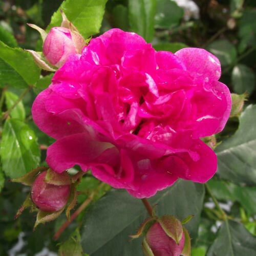 バラ苗  【スーパーエクセルサ】 2年大株苗 4号鉢 （クライミングローズ つるバラ）