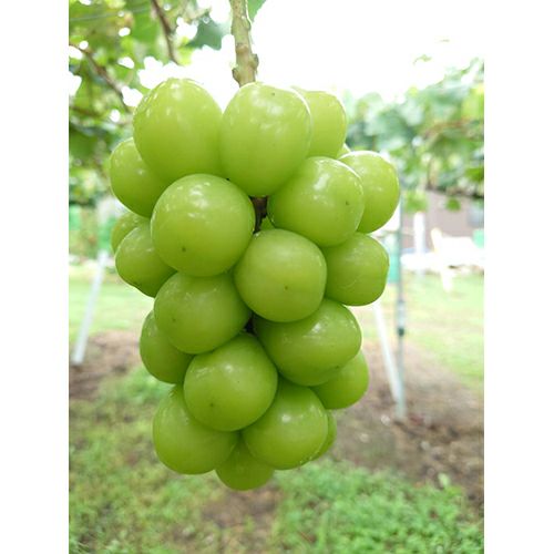 シャインマスカット 1.4kg