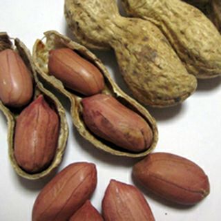 落花生 種 【 ナカテユタカ 】 1dl ( 落花生の種 )