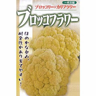 カリフラワー 種 【 ブロッコフラワー 】 1．2ml ( カリフラワーの種 )