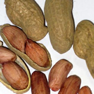 落花生 種 【 おおまさり 】 1L ( 落花生の種 )