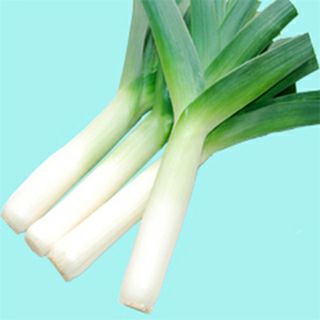 リーキ 種 【 ポトフ・ルフレ（40粒） 】