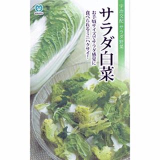 ハクサイ 種 【 サラダ白菜 】