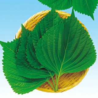 葉菜 種 【 種子えごま（白種） 】 20ml ( 葉菜の種 )