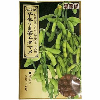 エダマメ 種 【 早生うま茶エダマメ 】 小袋 ( エダマメの種 )