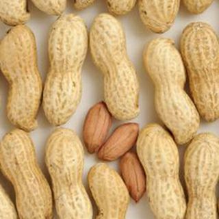 落花生 種 【 千葉P114号（Qなっつ） 】 1dl ( 落花生の種 )