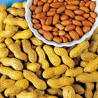 落花生 種 【 半立性　5dl 】 5dl ( 落花生の種 )