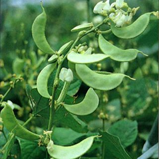 豆 種 【 愛知伝統野菜　白花千石 】