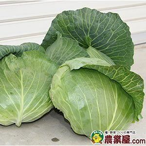 キャベツ苗 サトウくん 6本セット【予約販売】