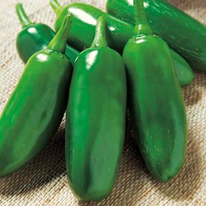とうがらし 種 【 ハラペーニョ グリーンファイア 】