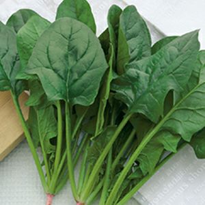 ホウレンソウ 種 【 吉兵衛　M3万粒 】 M3万粒 ( ホウレンソウの種 )