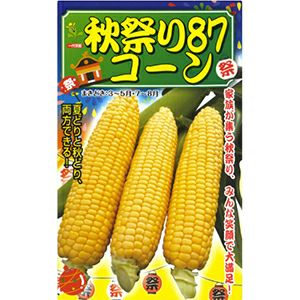 トウモロコシ 種 【 秋祭り87 】 100粒 ( トウモロコシの種 )