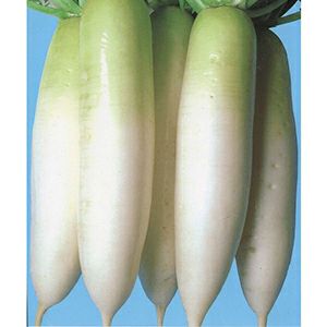 ダイコン 種 【 大豪（だいごう） 】 20ml ( ダイコンの種 )