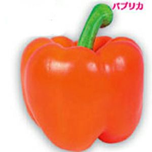 ピーマン 種 【 カラーピーマン　ブロッキータイプ　オレンジ 】 （10粒） ( ピーマンの種 )