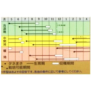 にんじん 種 【 京くれないＥＸ 】 ペレット200粒 （ 種 野菜 野菜種子 野菜種 ）