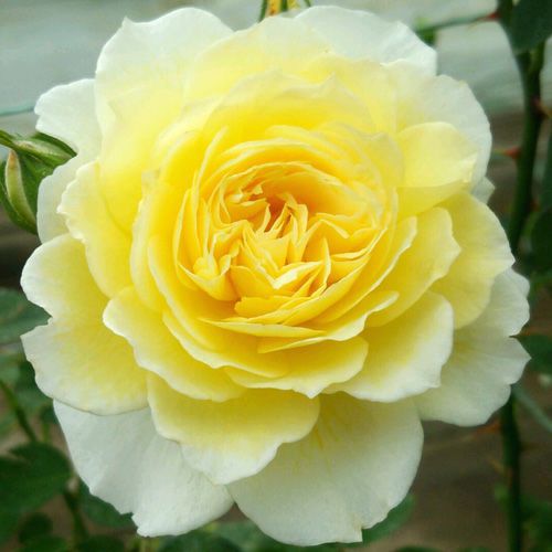 バラ苗  【カジノ】 2年大株苗 4号鉢 （クライミングローズ つるバラ）