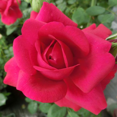 バラ苗  【カプリシアルネッサンス】 2年大株苗 4号鉢 （クライミングローズ つるバラ）