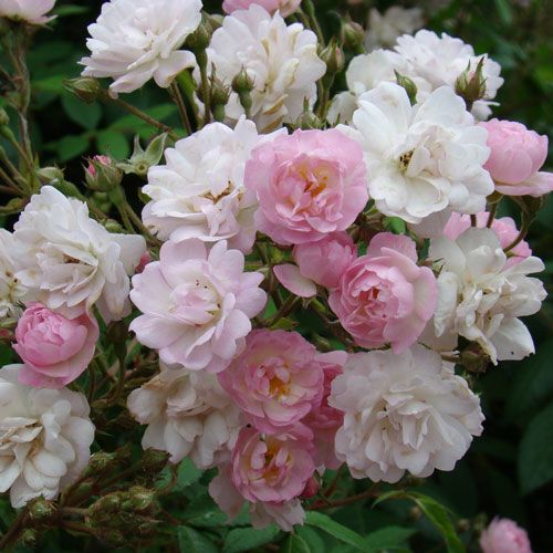 バラ苗  【ギルランドローズ】 2年大株苗 4号鉢 （クライミングローズ つるバラ）