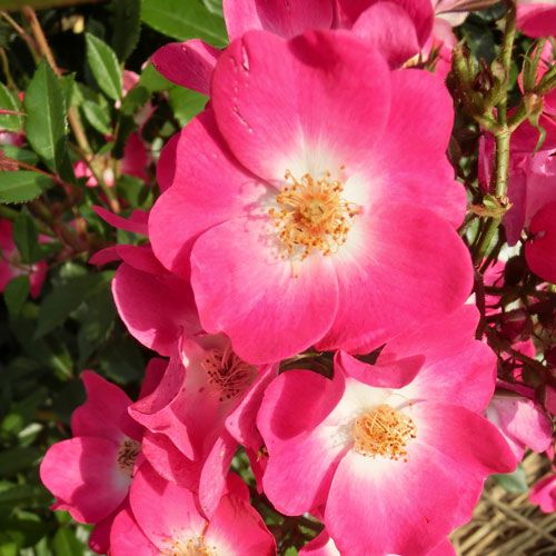 希少　薔薇苗　バラ苗　ロンドン。。。2年　1鉢 希少 薔薇苗 バラ苗 ロンドン。。。2年 1鉢 希少 薔薇苗 バラ苗