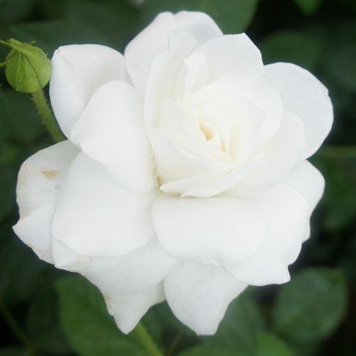 バラ苗  【CLアイスバーグ】 2年大株苗 4号鉢 （クライミングローズ つるバラ）