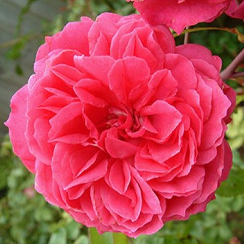 バラ苗  【アイバーズ ローズ】 2年大株苗 4号鉢 （クライミングローズ つるバラ）