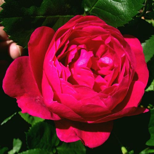 バラ苗  【アスコット】 2年大株苗 4号鉢 （クライミングローズ つるバラ）