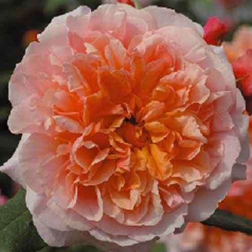 バラ苗  【アロハ】 2年大株苗 4号鉢 （クライミングローズ つるバラ）