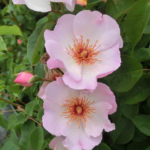 バラ苗(予約販売) 【スーリールドゥイザベル】 2年大株苗 4号鉢