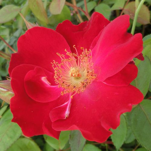 バラ苗  【ディリゲント】 2年大株苗 4号鉢 （クライミングローズ つるバラ）