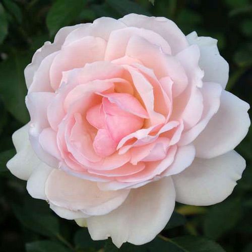 バラ苗  【フィガロパナローサ】 2年大株苗 4号鉢 （クライミングローズ つるバラ）