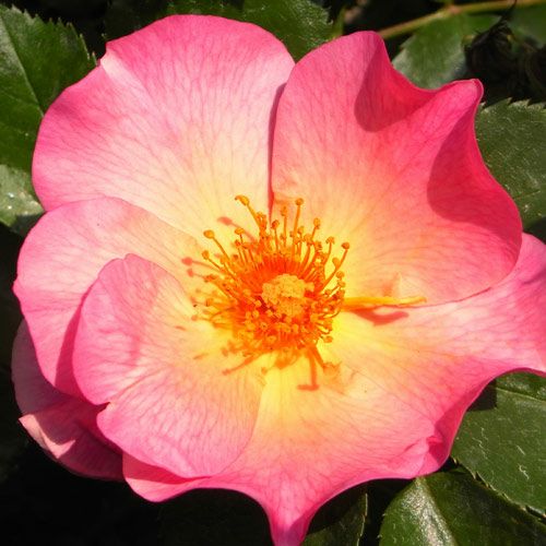 バラ苗  【プリティー】 2年大株苗 4号鉢 （クライミングローズ つるバラ）