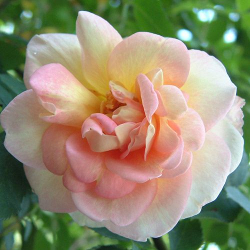 バラ苗  【フリューリングスドゥフト】 2年大株苗 4号鉢 （クライミングローズ つるバラ）