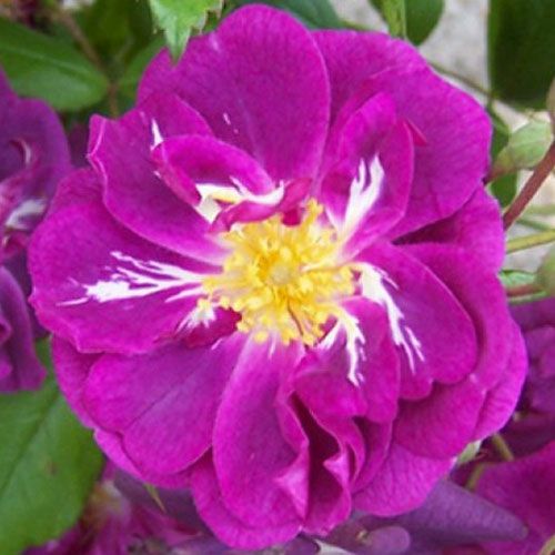 バラ苗 パープルスカイライナー 2年大株苗 4号鉢 クライミングローズ つるバラ 菜園くらぶ 種と苗と園芸資材の専門店