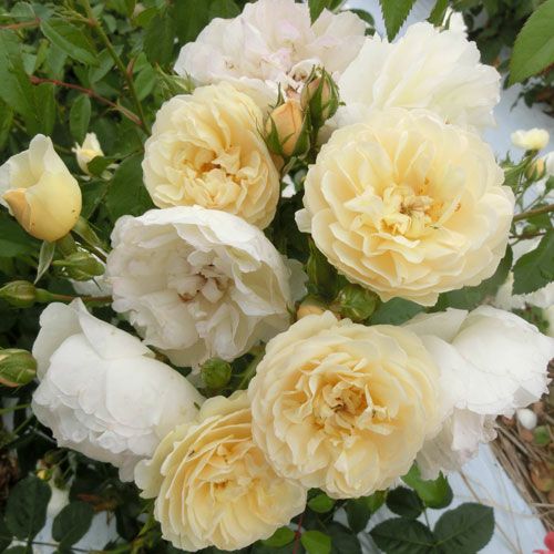 バラ苗(予約販売) 【ラフォイユリー】 2年大株苗 4号鉢 （クライミング