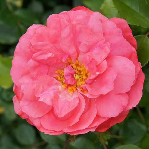 ツル薔薇 大苗 クライミングローズ 接木苗木2種 宅急便.匿名