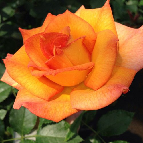 バラ苗  【テキーラ2000】 2年大株苗 4号鉢 （フロリバンダローズ 中輪木立）