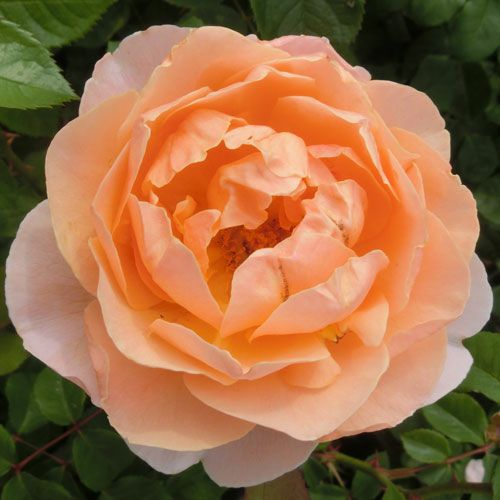 バラ苗 フロリアーナ 2年大株苗 4号鉢 フロリバンダローズ 中輪木立 菜園くらぶ 種と苗と園芸資材の専門店