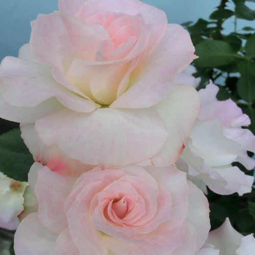 バラ苗 マチルダ 2年大株苗 4号鉢 フロリバンダローズ 中輪木立 菜園くらぶ 種と苗と園芸資材の専門店