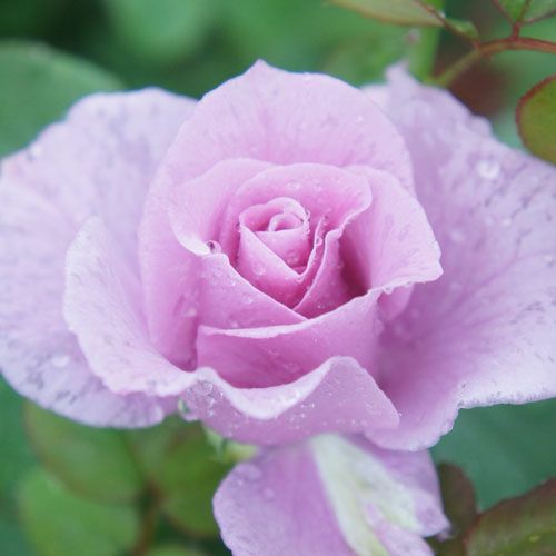 バラ苗 リップルズ 2年大株苗 4号鉢 フロリバンダローズ 中輪木立 菜園くらぶ 種と苗と園芸資材の専門店