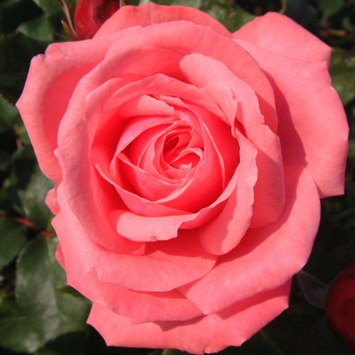 バラ苗 ロヤドリ 2年大株苗 4号鉢 フロリバンダローズ 中輪木立 菜園くらぶ 種と苗と園芸資材の専門店