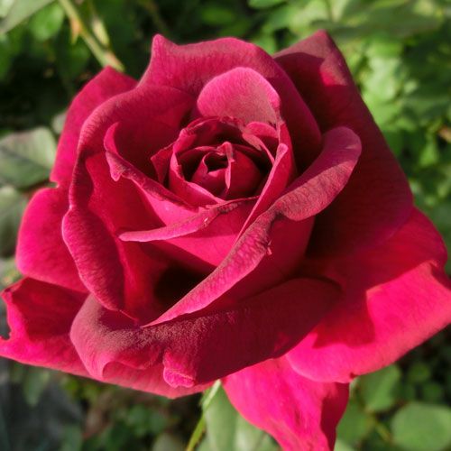 バラ苗  【ナイトタイム】 2年大株苗 4号鉢 （ハイブリッドティーローズ）