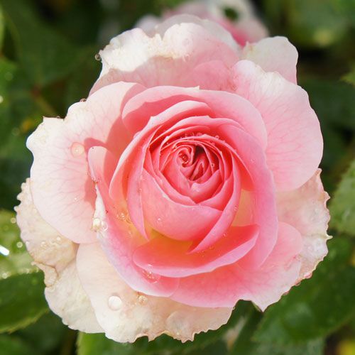 「ベティ」切り花品種バラ苗　レアバラ　2点 吉本花城園 【早割予約中】 バラ苗 宴 （うたげ） ハイブリッド