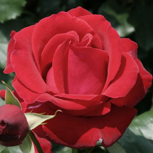 バラ苗  【ヘルツアス】 2年大株苗 4号鉢 （ハイブリッドティーローズ）