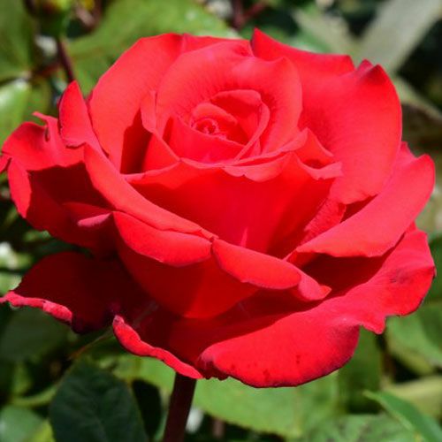 バラ苗  【マイバレンタイン】 2年大株苗 4号鉢 （ハイブリッドティーローズ）