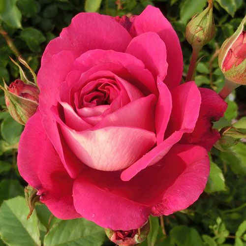 バラ苗(予約販売) 【マキシム】 2年大株苗 4号鉢 （ハイブリッドティー